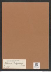 Podosira ? baldjikiana Grun. (de-Toni-Nr.: Genus 217, Species 5488) Zeichnungen Sammlung Grunow Mappe 05251 (Herbarium_W_Grunow_drawings_Folder_05251)